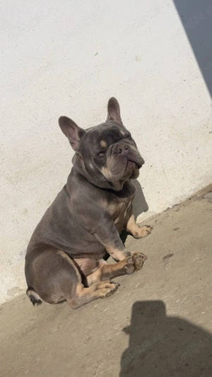 Vând bulldog francez 