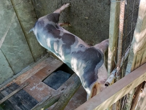 Vând purcea rasa Pietrain 120kg 