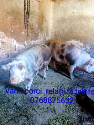 Vand porci mari