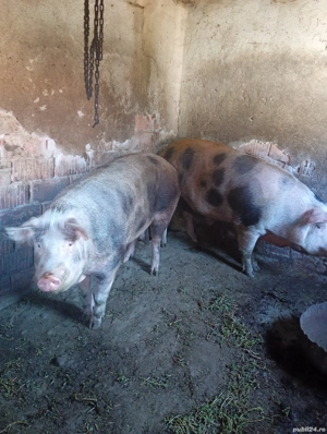 Vand porci mari - imagine 4 Vand porci mari - imagine 4