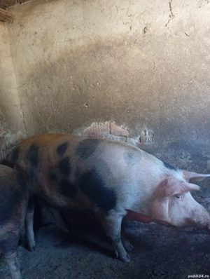 Vand porci mari - imagine 2 Vand porci mari - imagine 2