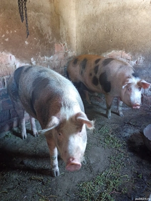 Vand porci mari - imagine 3 Vand porci mari - imagine 3