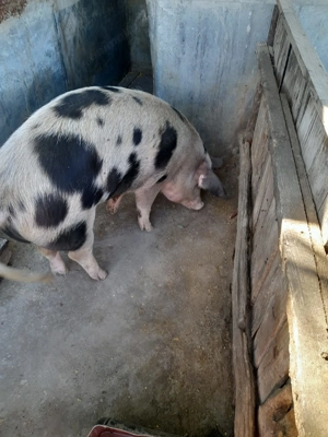 Vand porc de carne aprox. 140 kg - imagine 2