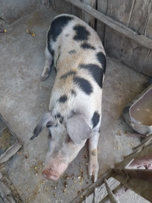 Vând porc de carne aprox. 140 kg