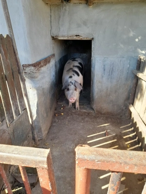 Vand porc de carne aprox. 140 kg - imagine 4