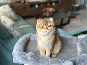 Scottish Fold Golden