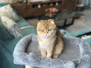 Scottish Fold Golden - imagine 2