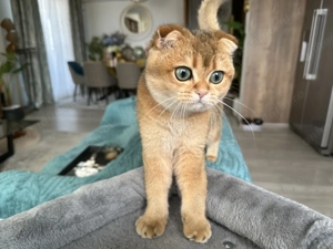 Scottish Fold Golden - imagine 5