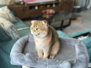 Scottish Fold Golden - imagine 3