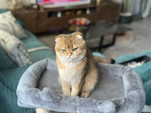 Scottish Fold Golden - imagine 4