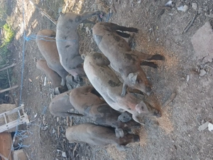 De vânzare purcei  - imagine 2