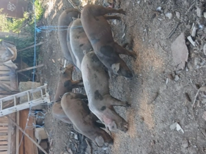 De vânzare purcei  - imagine 3