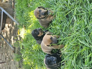 vand pui tekel cu pedigree - imagine 2 vand pui tekel cu pedigree - imagine 2