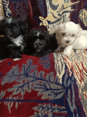 Bichon maltez.2 băieți și o fetiță 