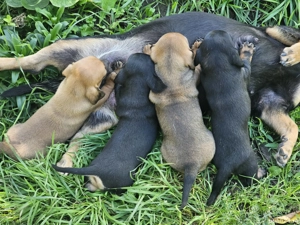 vand pui tekel cu pedigree - imagine 4 vand pui tekel cu pedigree - imagine 4