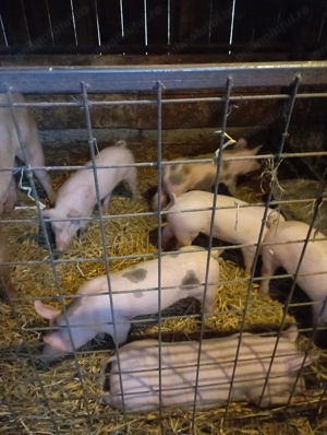 Vand purcei intre 15 si 20 de kg  - imagine 2