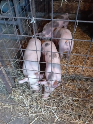 Vand purcei intre 15 si 20 de kg 