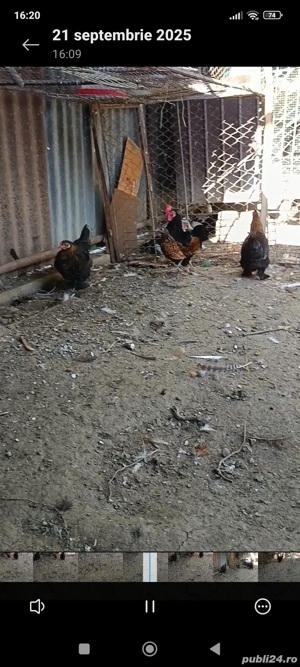 vând schimb 3 găinuși+ cocoșelul  - imagine 2