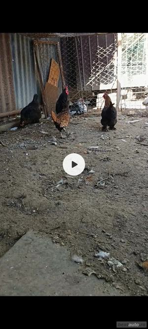 vând schimb 3 găinuși+ cocoșelul  - imagine 3