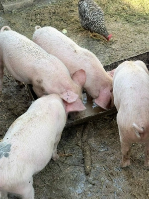 Purcei sanatosi 10 săptămâni! Preț redus