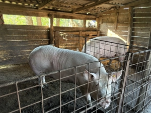 Vand 2 scroafe, una de 250kg si alta de 300kg