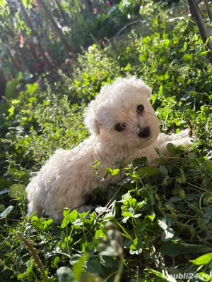 Bichoni maltezi - imagine 3