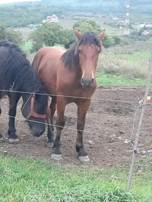 Mânz de vânzare - imagine 3