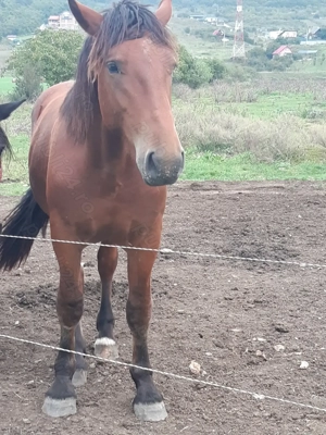 Mânz de vânzare - imagine 5