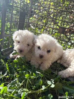 Bichoni maltezi - imagine 2