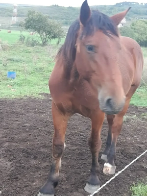 Mânz de vânzare - imagine 4