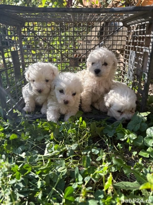 Bichoni maltezi - imagine 4
