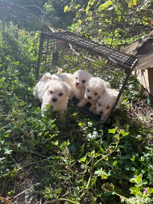 Bichoni maltezi - imagine 5