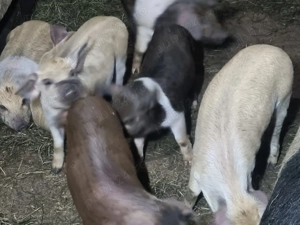 Vand purcei - imagine 2