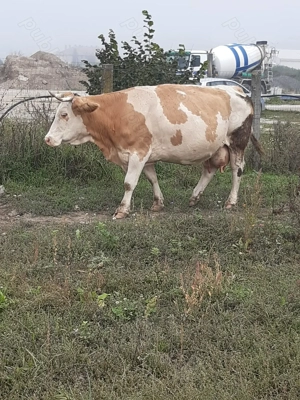 Vaci de vânzare - imagine 5