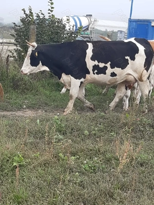 Vaci de vânzare - imagine 4