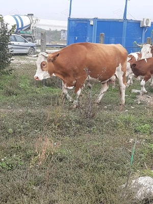 Vaci de vânzare - imagine 2