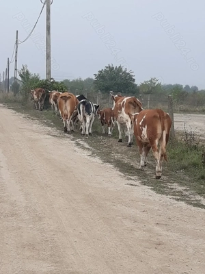 Vaci de vânzare - imagine 3