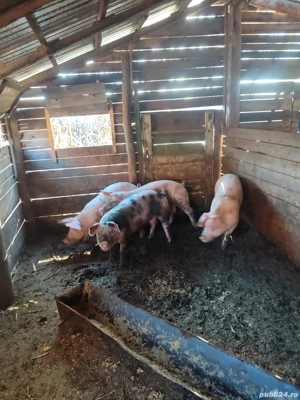 Vând grasuni  - imagine 5