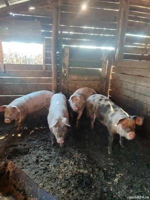 Vând grasuni  - imagine 2