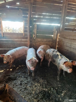 Vând grasuni  - imagine 3