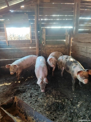 Vând grasuni  - imagine 4