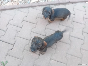 vind cateluse rasa teckel sirmos