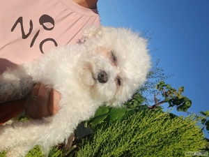 Bichoni femela  - imagine 3