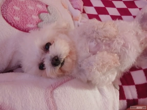 Bichoni femela  - imagine 2