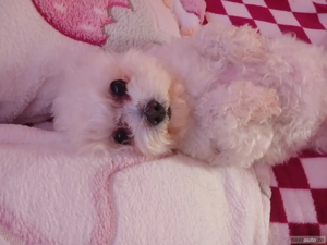 Bichon deosebit - imagine 4 Bichon deosebit - imagine 4