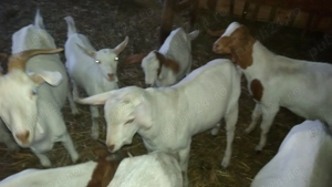 Capre Boer si Saanen - imagine 2