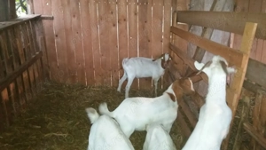 Capre Boer si Saanen