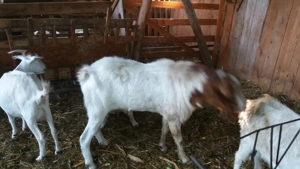 Capre Boer si Saanen - imagine 3