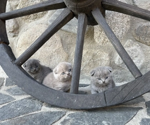 Pisicuțe   motănei scottish fold blue și lila își caută un cămin primitor. - imagine 3