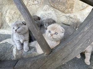 Pisicuțe   motănei scottish fold blue și lila își caută un cămin primitor. - imagine 2